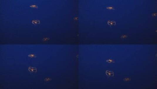 漂浮的水母高清在线视频素材下载