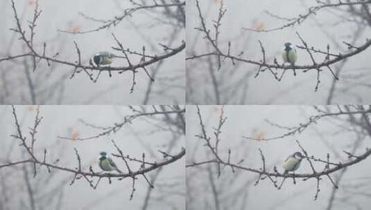 公园树枝上的小鸟山雀高清在线视频素材下载