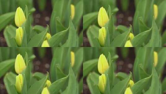 郁金香花卉植物含苞待放慢动作高清在线视频素材下载