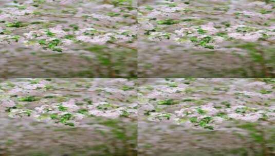 升格春天北京故宫博物院内绽放的海棠花竖屏高清在线视频素材下载
