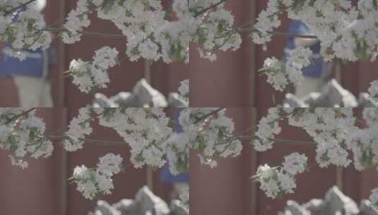 紫禁城宫墙花开高清在线视频素材下载
