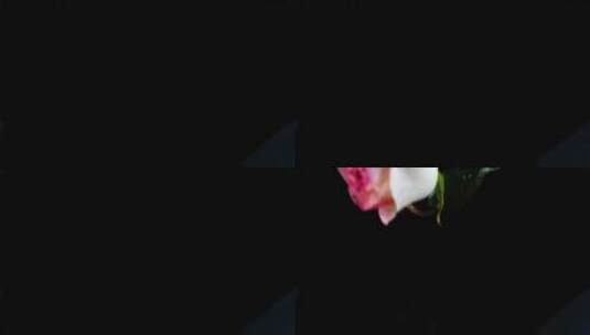 浪漫细节_粉色玫瑰显露高清在线视频素材下载