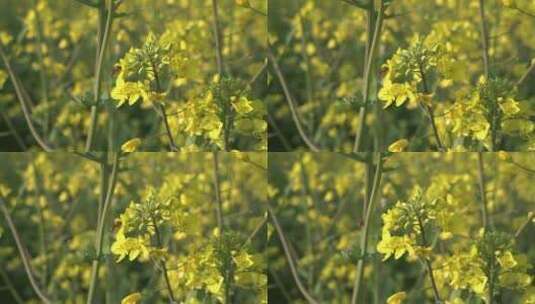 油菜花 蜜蜂采蜜 唯美油菜花高清在线视频素材下载