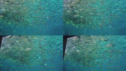 上海海昌海洋公园动物海洋馆游乐园4K素材高清在线视频素材下载