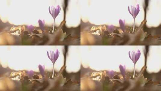 大地上的紫花高清在线视频素材下载