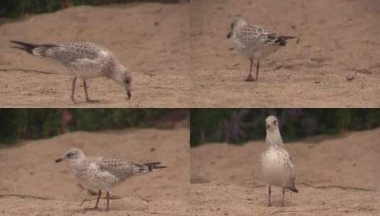 海鸥 沙 海滩 鸟类 关 啼高清在线视频素材下载