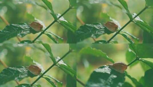 雨下树叶上的蜗牛高清在线视频素材下载