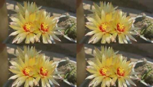 开黄色花朵的仙人掌高清在线视频素材下载