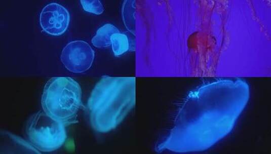 水母 彩色水母高清在线视频素材下载