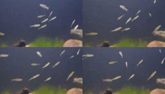 生态鱼缸里的场景高清在线视频素材下载