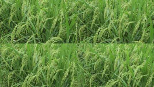 农田里绿色的稻苗高清在线视频素材下载