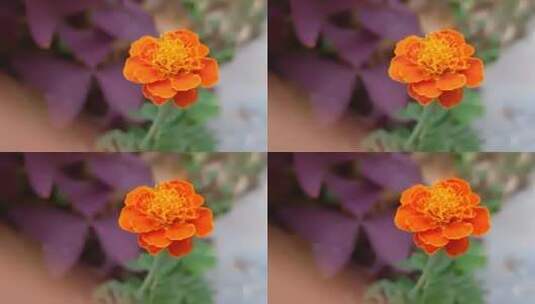 花朵实拍高清在线视频素材下载