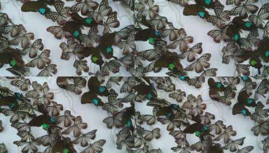 生态好看的美丽蝴蝶标本高清在线视频素材下载