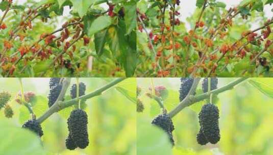 桑葚种植基地高清在线视频素材下载