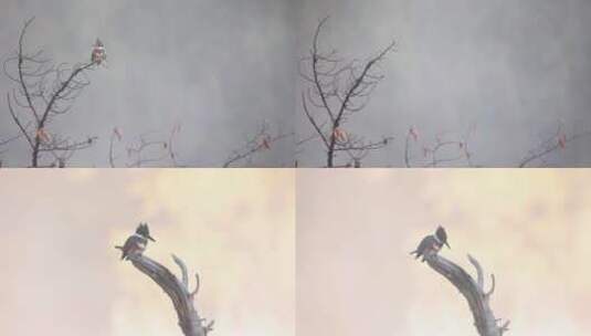 秋季森林清晨雾气小鸟枝头慢镜头高清在线视频素材下载