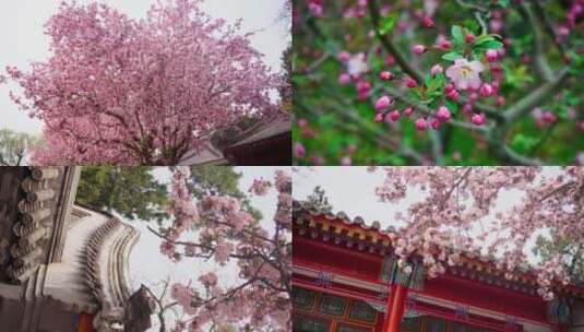 春天盛开的樱花空镜高清在线视频素材下载