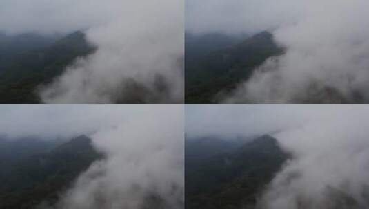 云海中的原始森林、高清在线视频素材下载