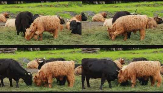 草场上吃草的苏格兰牛高清在线视频素材下载