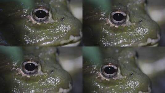 4k牛蛙视频高清在线视频素材下载