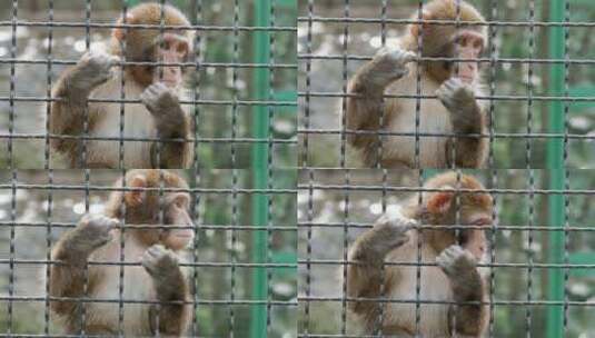 笼子里的小猴子高清在线视频素材下载
