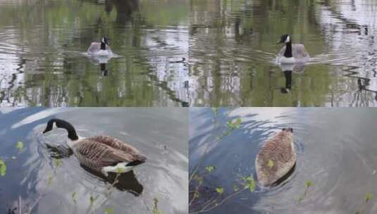 在湖里觅食的鹅高清在线视频素材下载