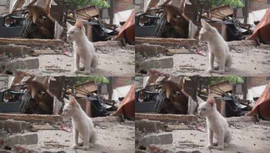 小白猫猫在中国被拆毁的四分之一高清在线视频素材下载