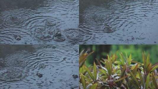 4K 下雨 雨天 植物 大雨 暴雨高清在线视频素材下载