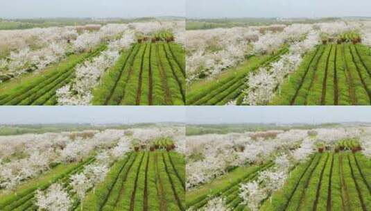 茶园里的樱花树高清在线视频素材下载