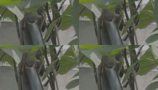 农家庭院里种的紫茄子LOG高清在线视频素材下载