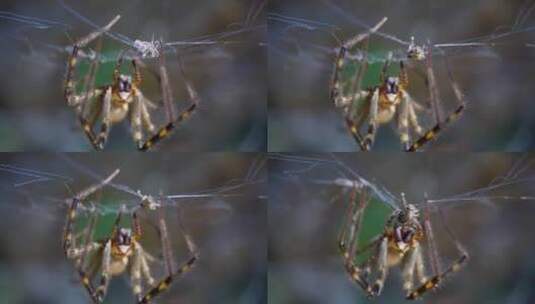 一只用蜘蛛网猎食的蜘蛛特写镜头高清在线视频素材下载