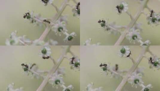 春天蚂蚁采食花蜜微距视频高清在线视频素材下载