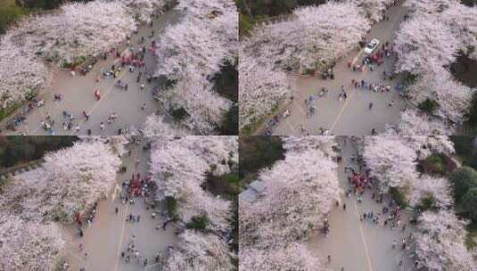 航拍武汉大学春天花季盛开的樱花高清在线视频素材下载