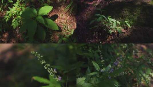 夏季植物野花光影高清在线视频素材下载