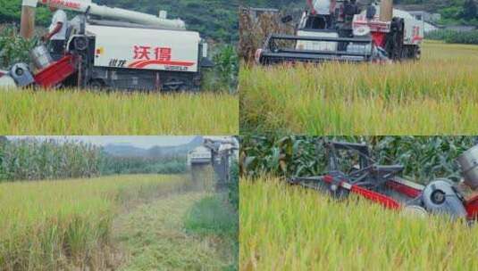 4k实拍农业机械化收割稻谷高清在线视频素材下载