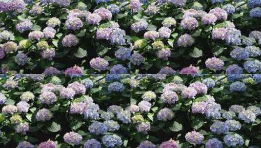 绣球花蓝色和粉红色的花。大叶绣球花高清在线视频素材下载