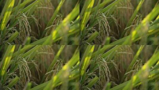 秋天夕阳下的水稻成熟丰收高清在线视频素材下载