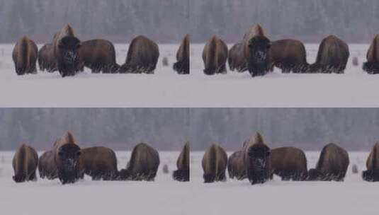 雪地里的野牛高清在线视频素材下载