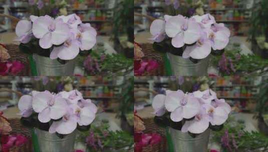 紫色蝴蝶兰高清在线视频素材下载