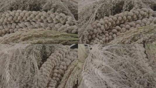 稻黍稷麦菽五谷LOG原生素材影棚拍摄高清在线视频素材下载