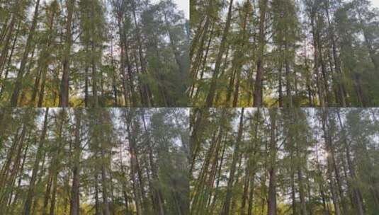 阳光穿过池柏树树林高清在线视频素材下载