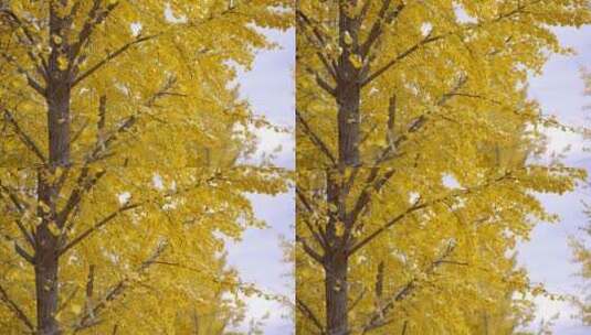 秋天银杏树高清在线视频素材下载