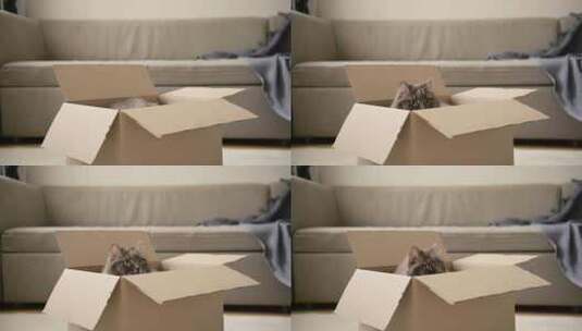 纸箱里的宠物猫咪高清在线视频素材下载