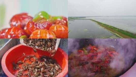 龙虾养殖高清在线视频素材下载