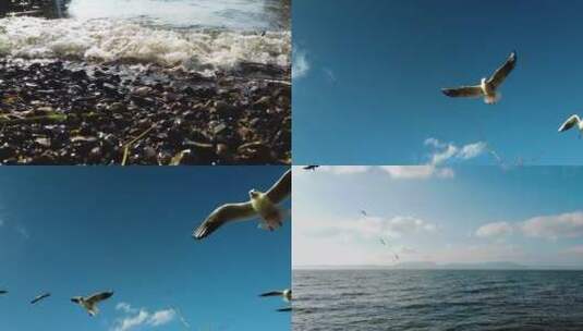 云南西山滇池海鸥阳光高清在线视频素材下载