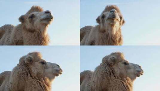 骆驼头部特写高清在线视频素材下载