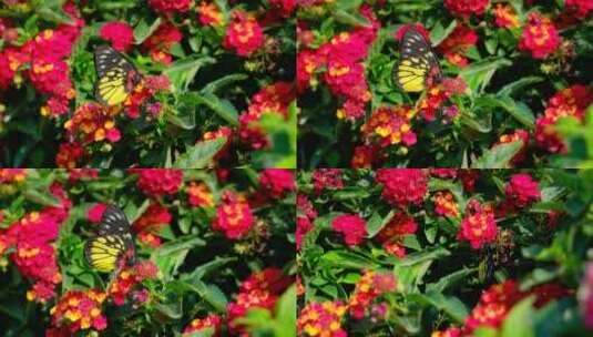 花园花丛中蝴蝶飞舞 五色梅高清在线视频素材下载