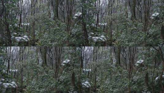 山林树木积雪高清在线视频素材下载