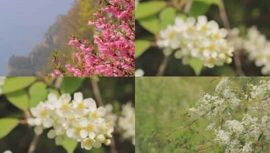 山间开花高清在线视频素材下载