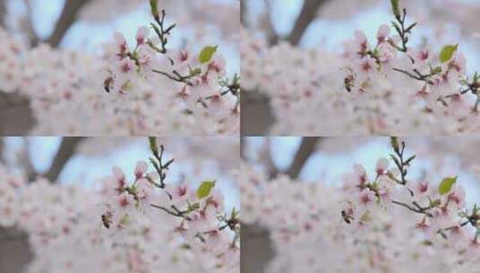 樱花（蜜蜂）-12高清在线视频素材下载