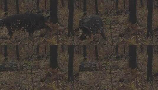 H秋季林间野猪跑高清在线视频素材下载